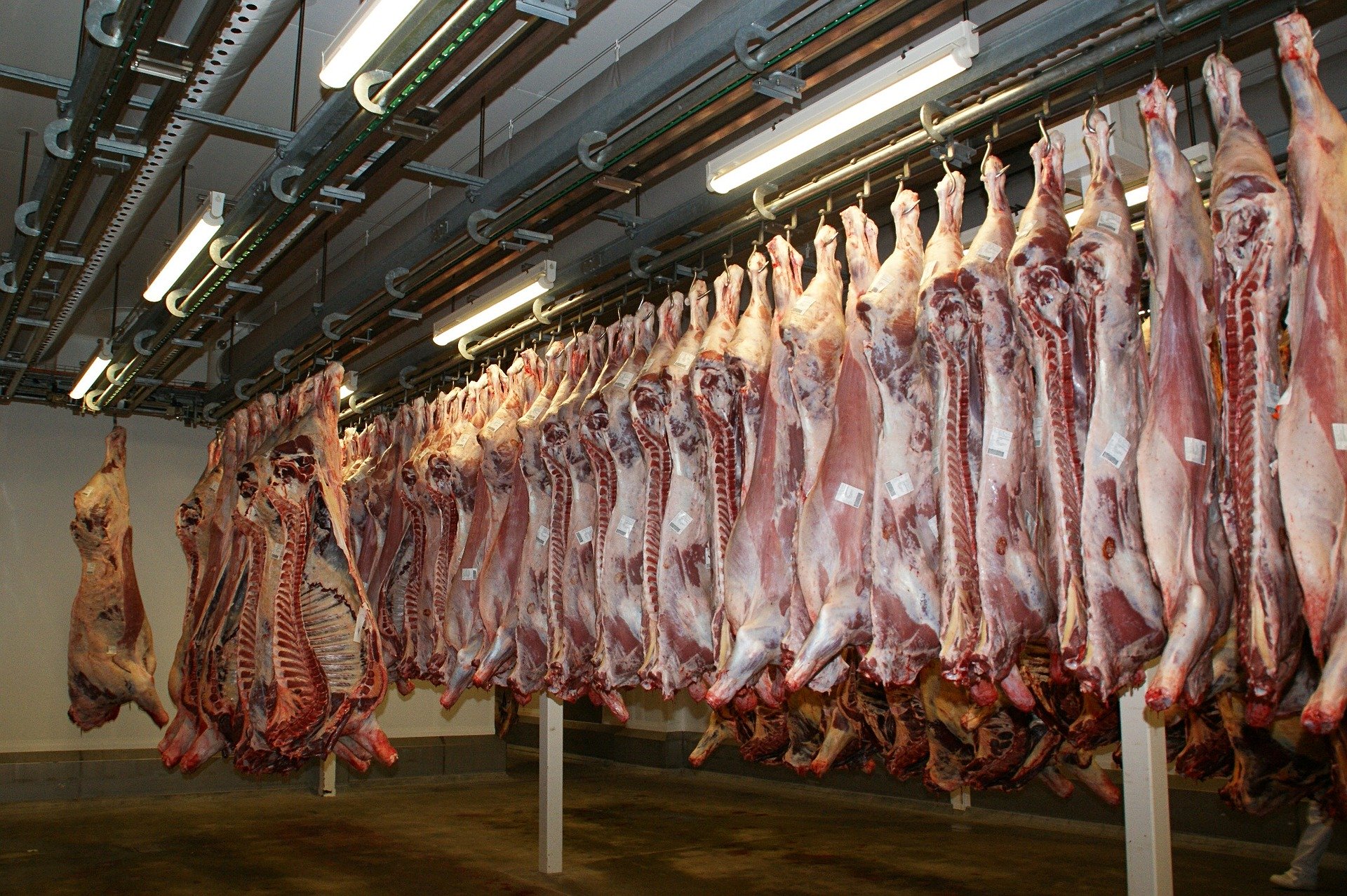 Γιατί οι εργαζόμενοι σε εργοστάσια κρέατος κινδυνεύουν περισσότερο από κορωνοϊό; (φωτο)