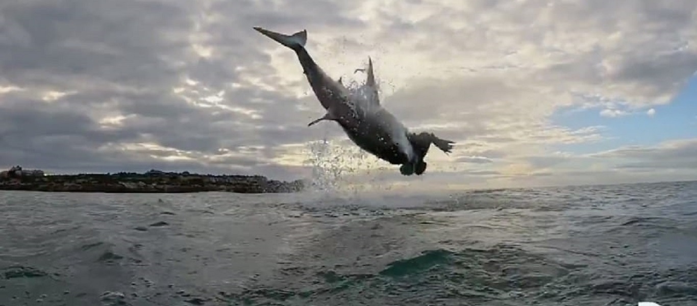 Λευκός καρχαρίας πήδηξε 4,5 μέτρα έξω από το νερό (βίντεο)