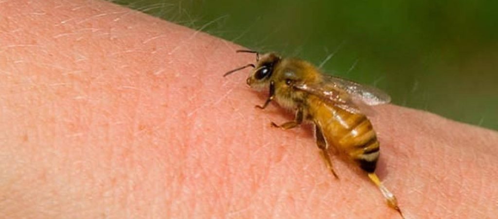 Καρδίτσα: Τον τσίμπησε σφήκα και πέθανε από αλλεργικό σοκ