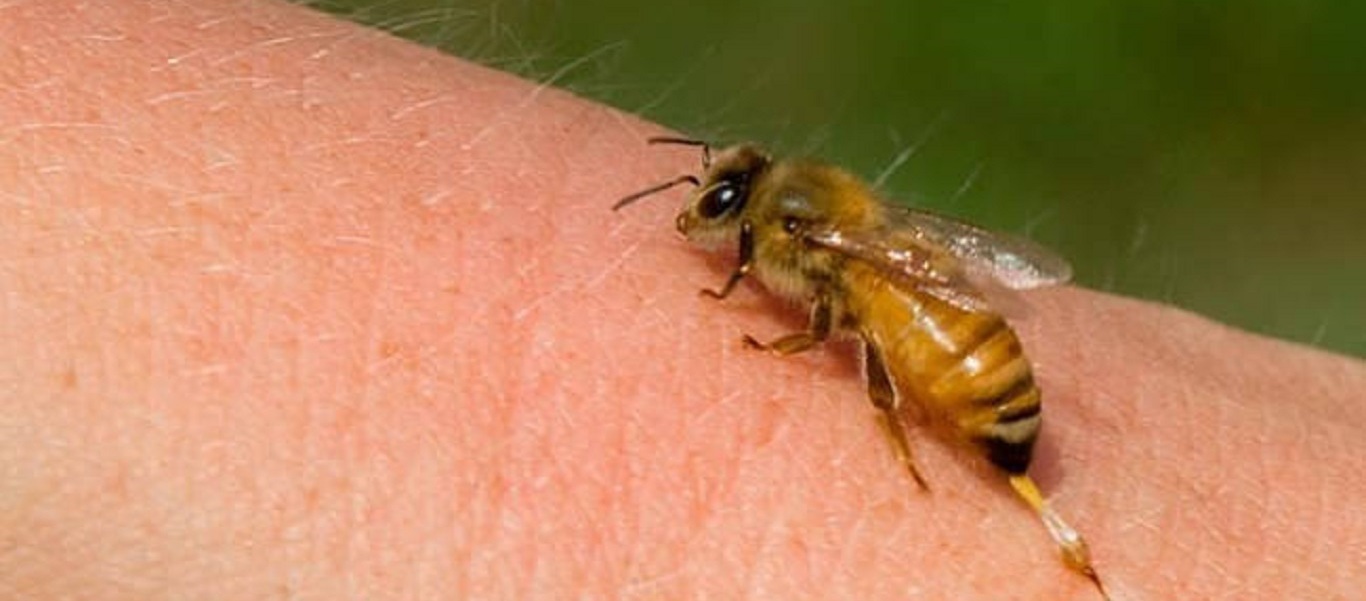 Καρδίτσα: Τον τσίμπησε σφήκα και πέθανε από αλλεργικό σοκ