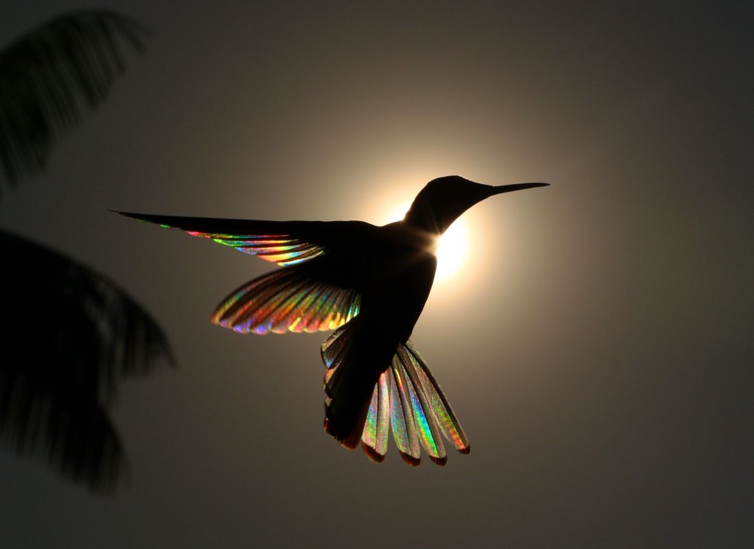 «Winged Prisms»: Το υπέροχο φτέρωμα των κολιμπρί γίνεται «ουράνιο τόξο» (φωτό)