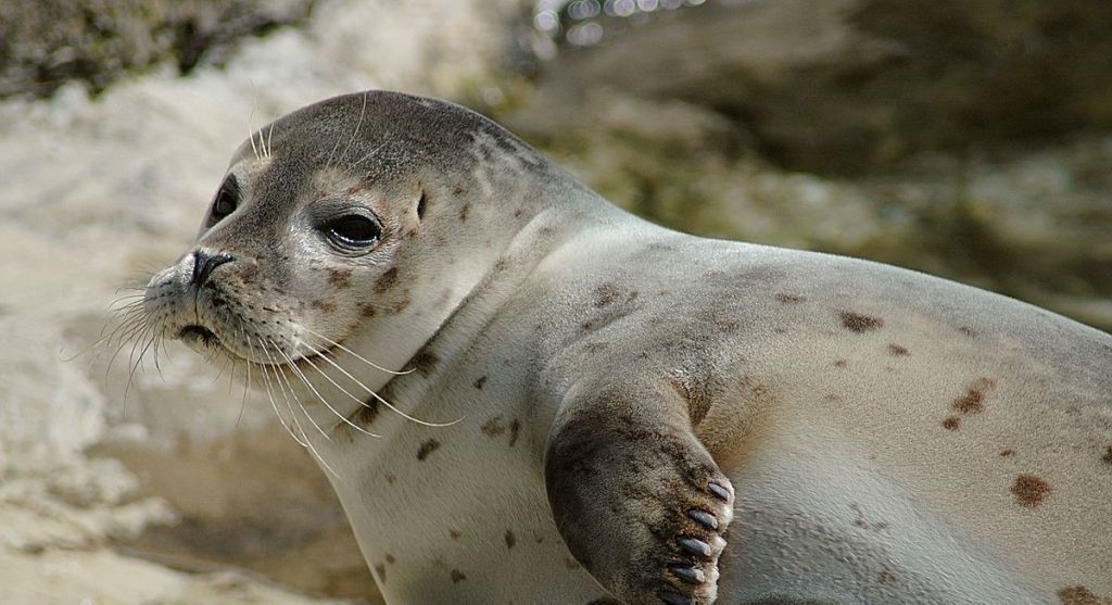 Καζακστάν: Παιδιά πετούσαν πέτρες σε φώκια επειδή νόμιζαν ότι είναι…παιχνίδι (βίντεο)