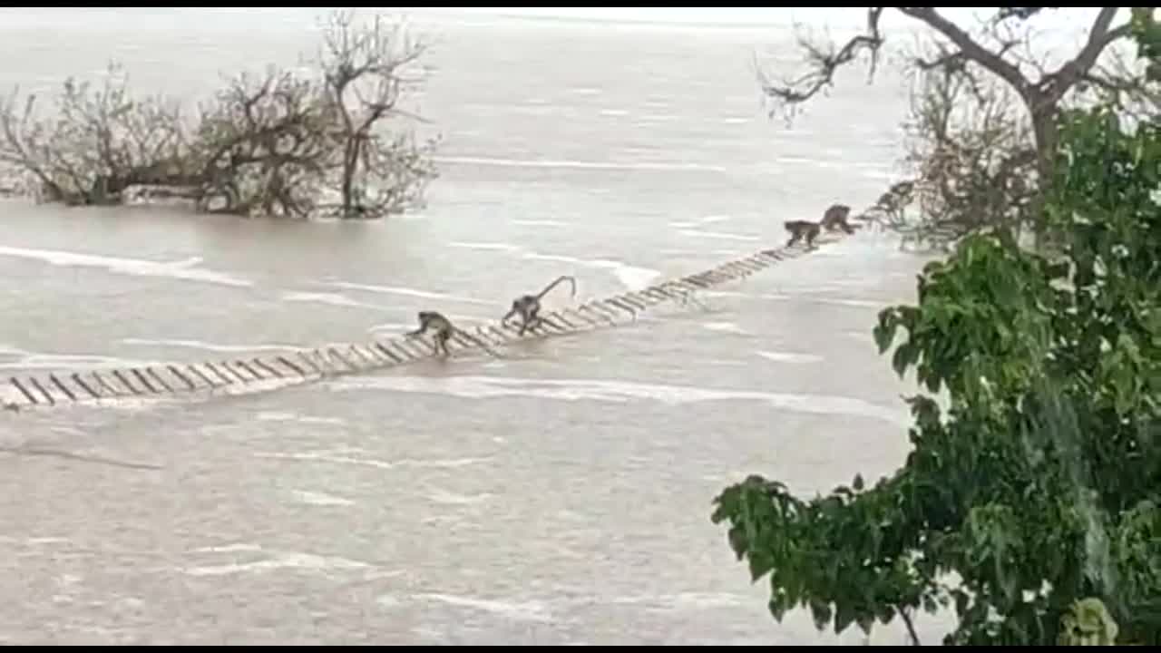 Ινδία: Eπιχείρηση διάσωσης για να σωθούν 100 πίθηκοι από πλημμύρες (βίντεο)