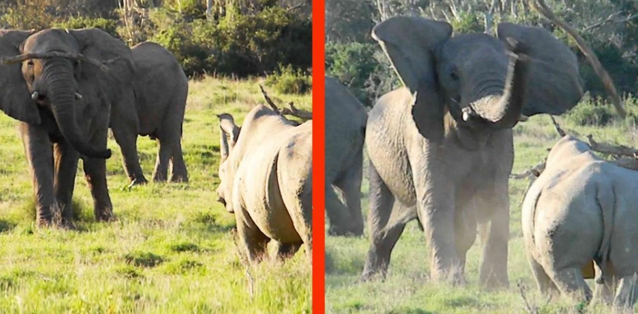 Μια σπάνια μάχη μεταξύ ενός ελέφαντα με έναν ρινόκερο (βίντεο)