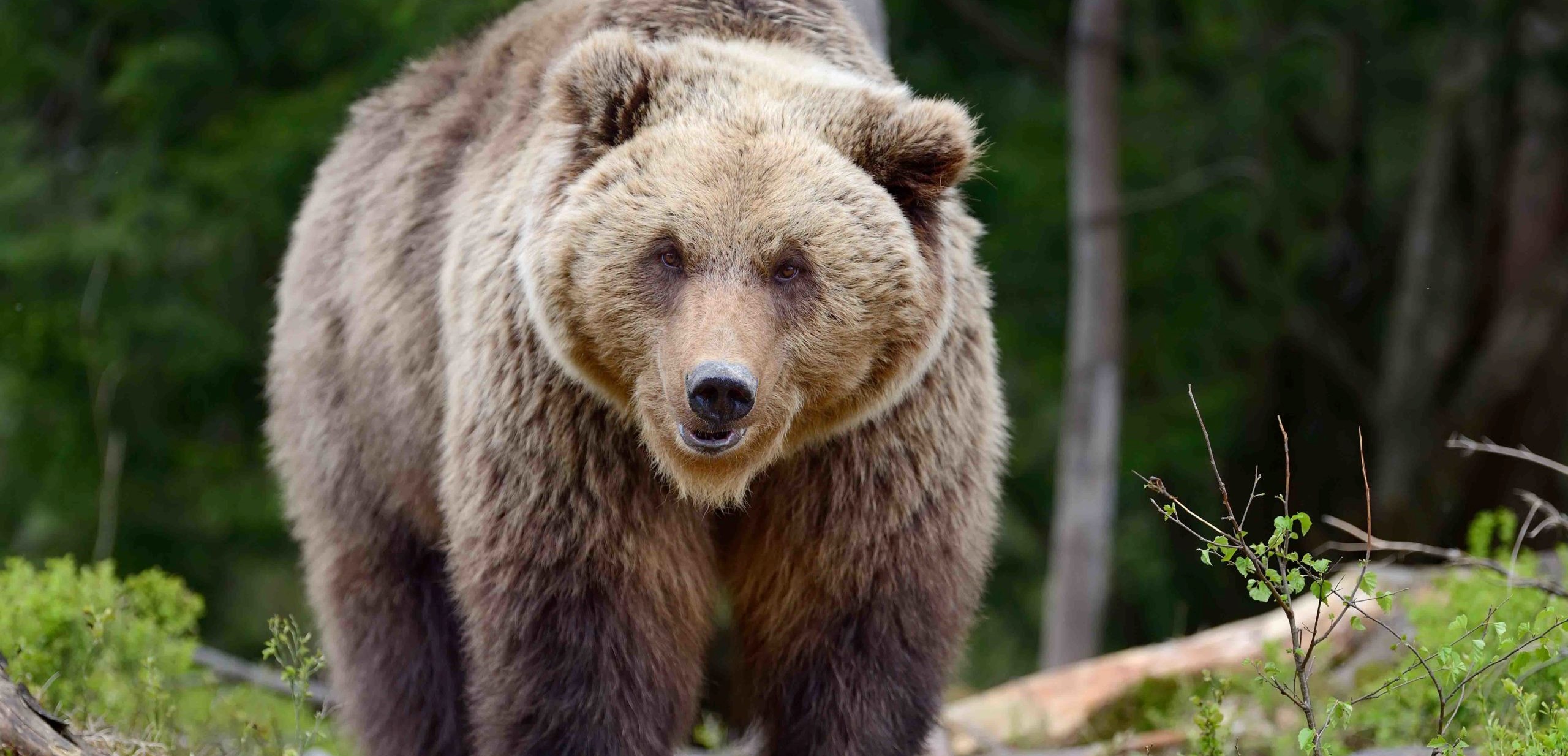 Ρωσία: Αρκούδα εισέβαλε στα αποδυτήρια ποδοσφαιρικής ομάδας (βίντεο)