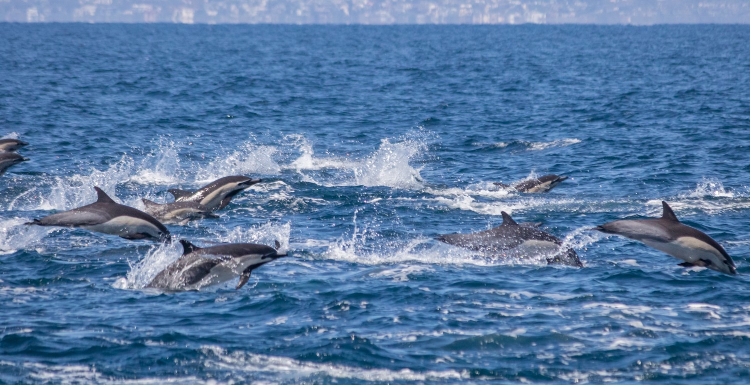 Καλιφόρνια: Μια εντυπωσιακή «κούρσα» εκατοντάδων δελφινιών (βίντεο)