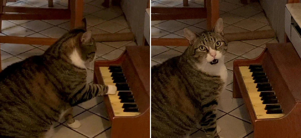 Φιλαδέλφεια: Γάτα παίζει πιάνο όταν πεινάει και γίνεται viral (βίντεο)