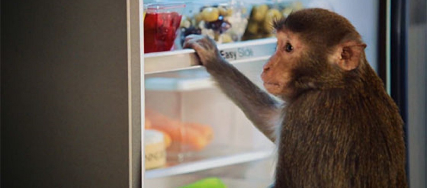 Το πήρε κι έφυγε: Μαϊμού-κλέφτης άρπαξε φαγητό από το ψυγείο (βίντεο)