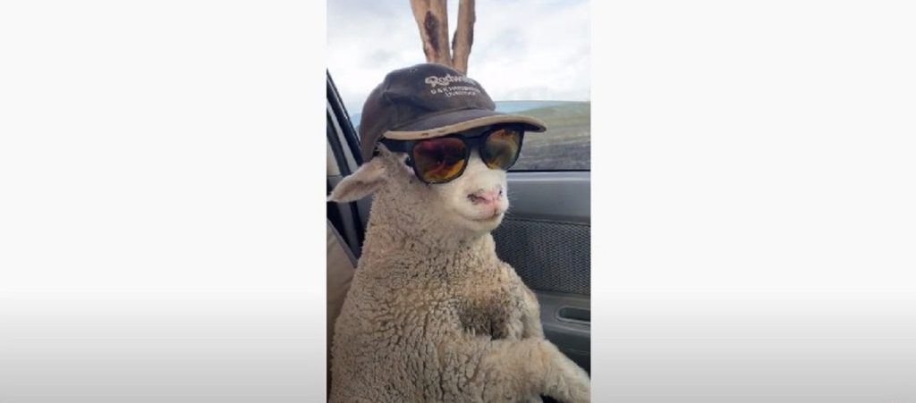 Πρόβατο πάει για βοσκή με αυτοκίνητο και σοφέρ (βίντεο)