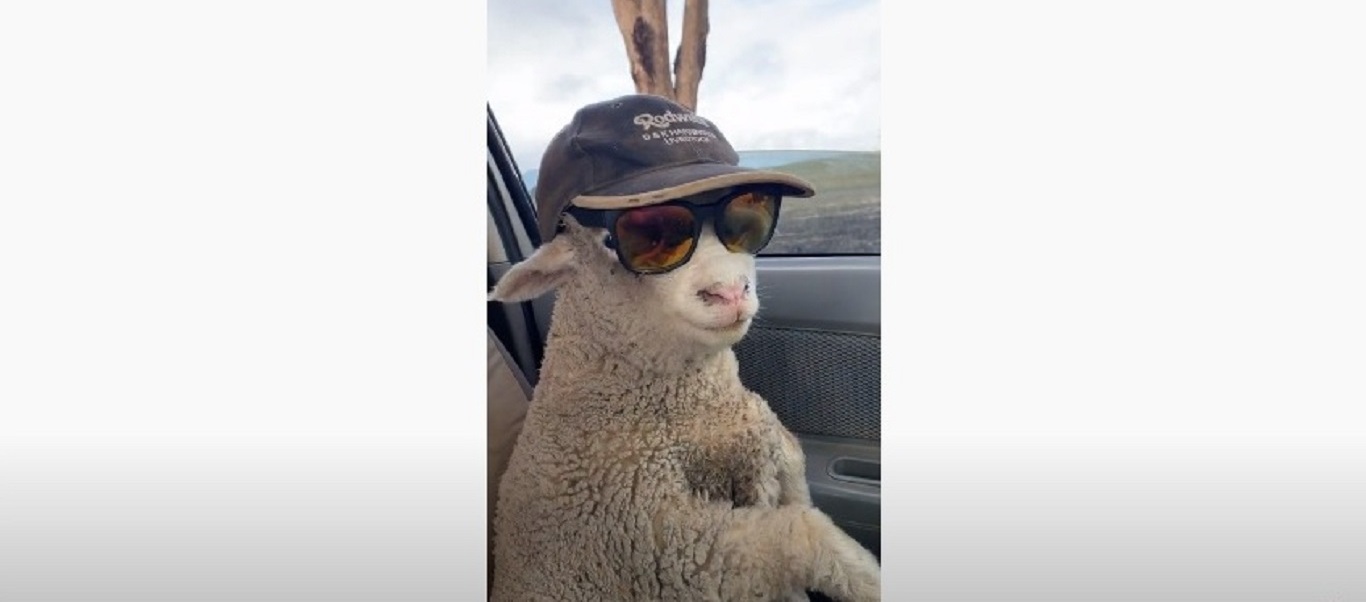 Πρόβατο πάει για βοσκή με αυτοκίνητο και σοφέρ (βίντεο)