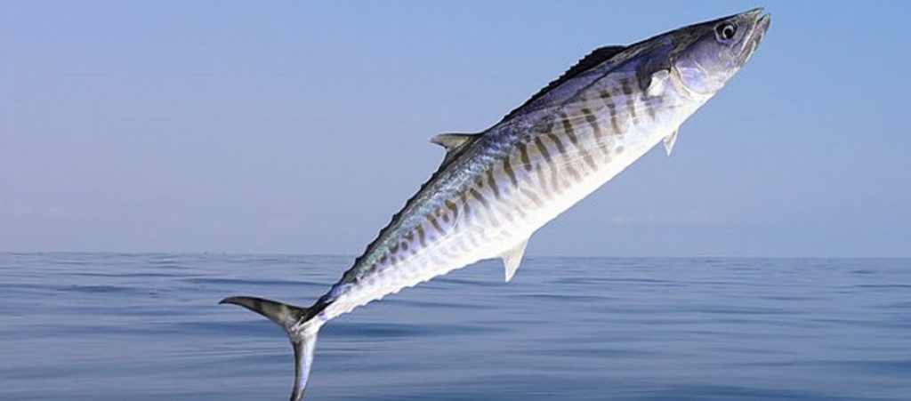 Ψάρι επιτέθηκε σε ψαρά και τον σκότωσε στην Αυστραλία