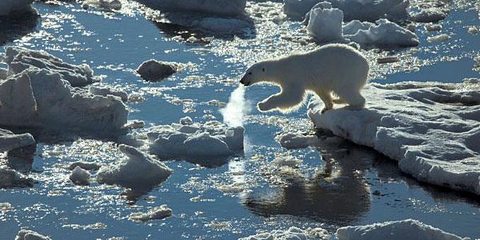 Επική μάχη «μέχρι θανάτου» ανάμεσα σε μια πολική αρκούδα και σε θαλάσσιους ελέφαντες (βίντεο)