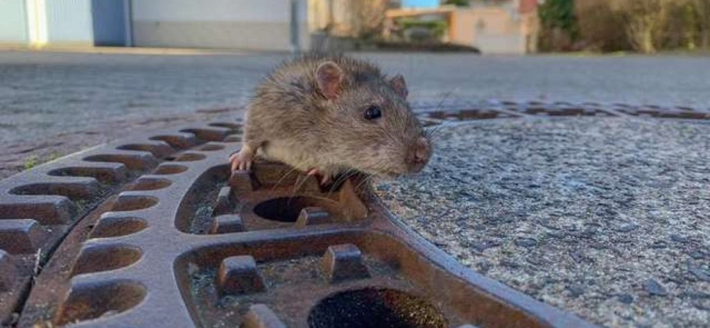 Λίβερπουλ: Τεράστιοι αρουραίοι κυκλοφορούν ανενόχλητοι μέσα στην πόλη (φώτο)