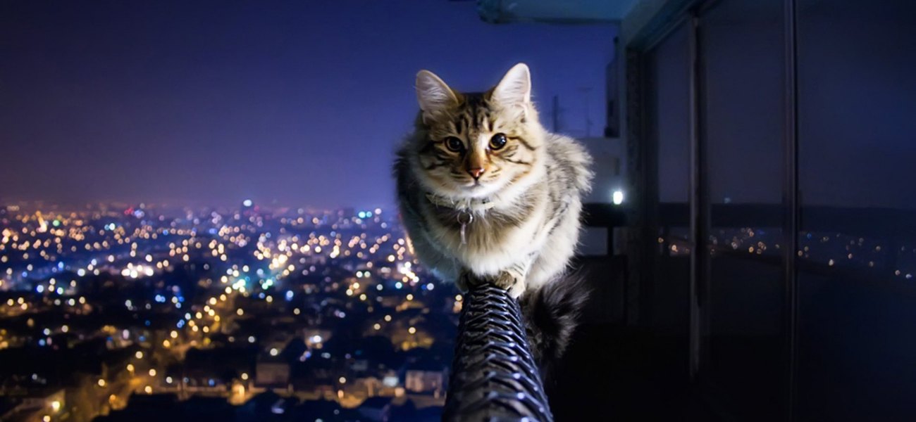 Κίνα: Γάτα οδήγησε συνταξιούχο στο νοσοκομείο για σχεδόν ένα μήνα (βίντεο)