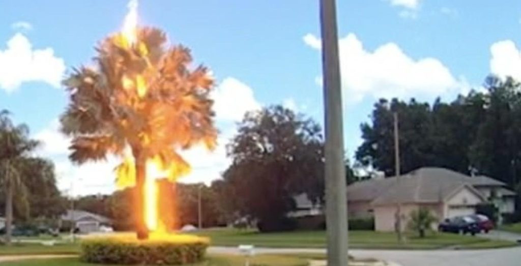 Φλόριντα: Σπάνιο φαινόμενο – Κεραυνός χτυπάει δέντρο ενώ ο ουρανός είναι ηλιόλουστος (βίντεο)