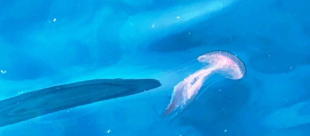 Χανιά: Αυξημένη παρουσία μεδουσών και τσουχτρών στα νότια παράλια – Τι να κάνετε εάν σας τσιμπήσουν