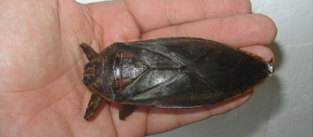 Ανησυχία σε Χαλκιδική και Κοζάνη: Εμφανίστηκε το μεγαλύτερο υδρόβιο έντομο της Ευρώπης (φώτο)