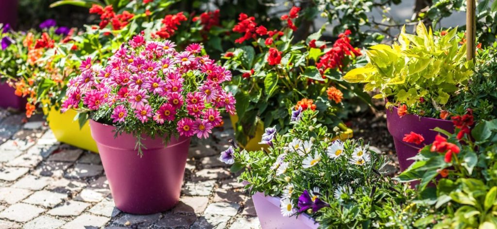 Πάτρα: Απίστευτη πινακίδα προς τους ληστές των γλαστρών τους (φώτο)