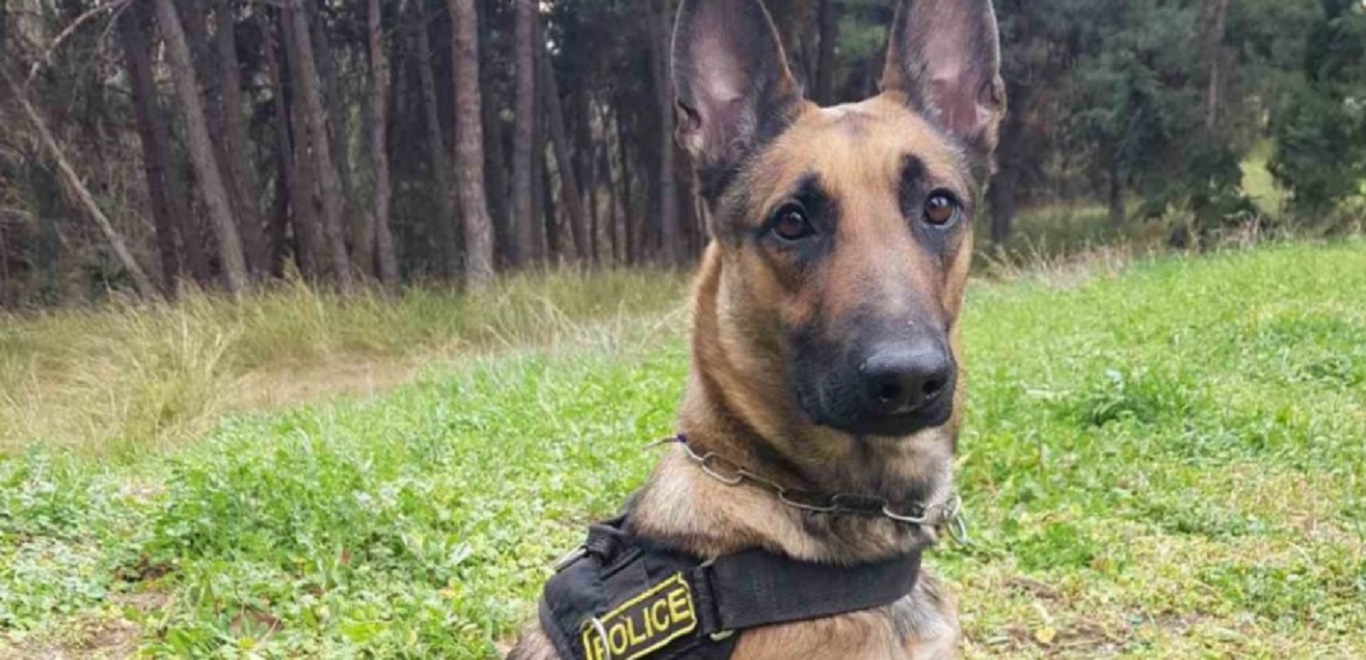 Πιερία: Πώς το λαγωνικό της ΕΛΑΣ «ξετρύπωσε» ναρκωτικά σε σπίτι (βίντεο)