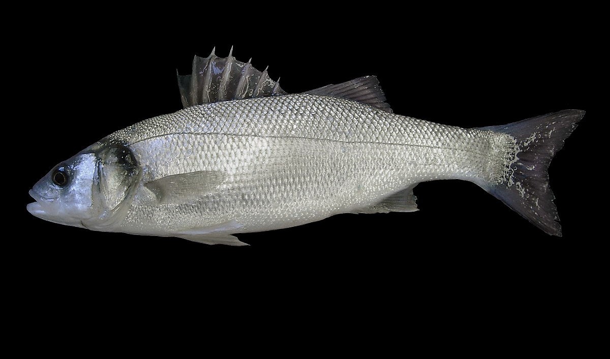 Τενεσί: Οδηγός τράκαρε με… ψάρι που σφήνωσε στον προφυλακτήρα (φωτό)