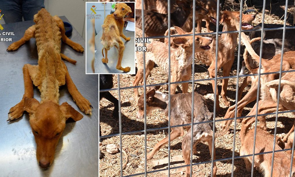 Φρίκη στην Ισπανία: Κρατούσαν 41 σκελετωμένα από την πείνα σκυλιά σε φάρμα (βίντεο)