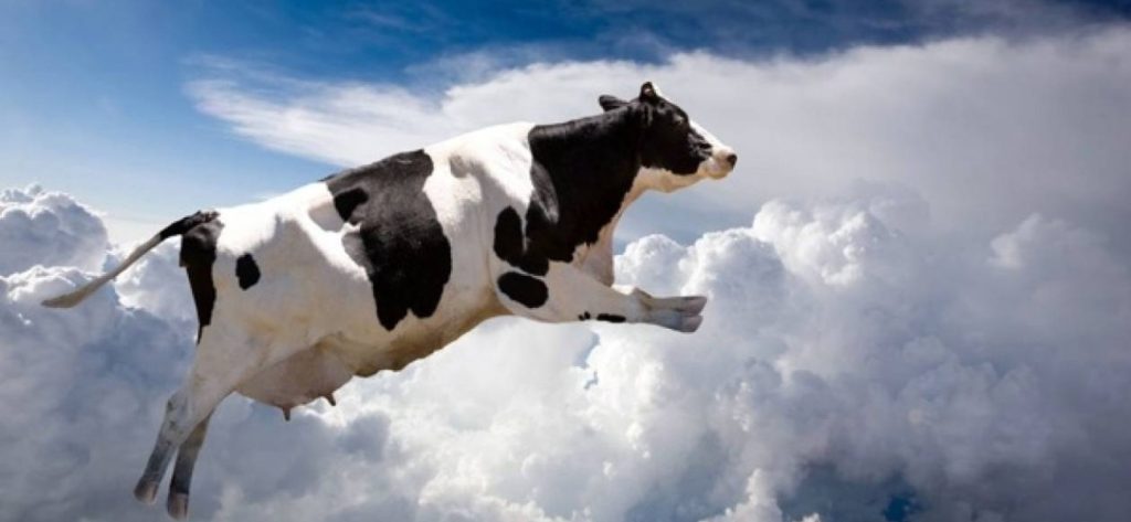 Ελβετία: Ιπτάμενες αγελάδες έκαναν άπαντες στους δρόμους να απορούν(βίντεο)