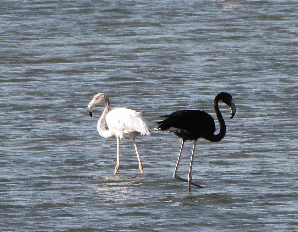 Ξάνθη: Σπάνια μαύρα φλαμίνγκο εμφανίστηκαν στη Βιστωνίδα (φωτό)