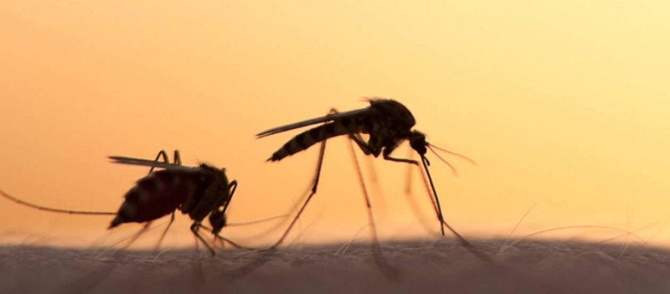 «Πείραμα Τζουράσικ Παρκ»: 750 εκατ. γενετικά τροποποιημένα κουνούπια θα απελευθερωθούν στη Φλόριντα