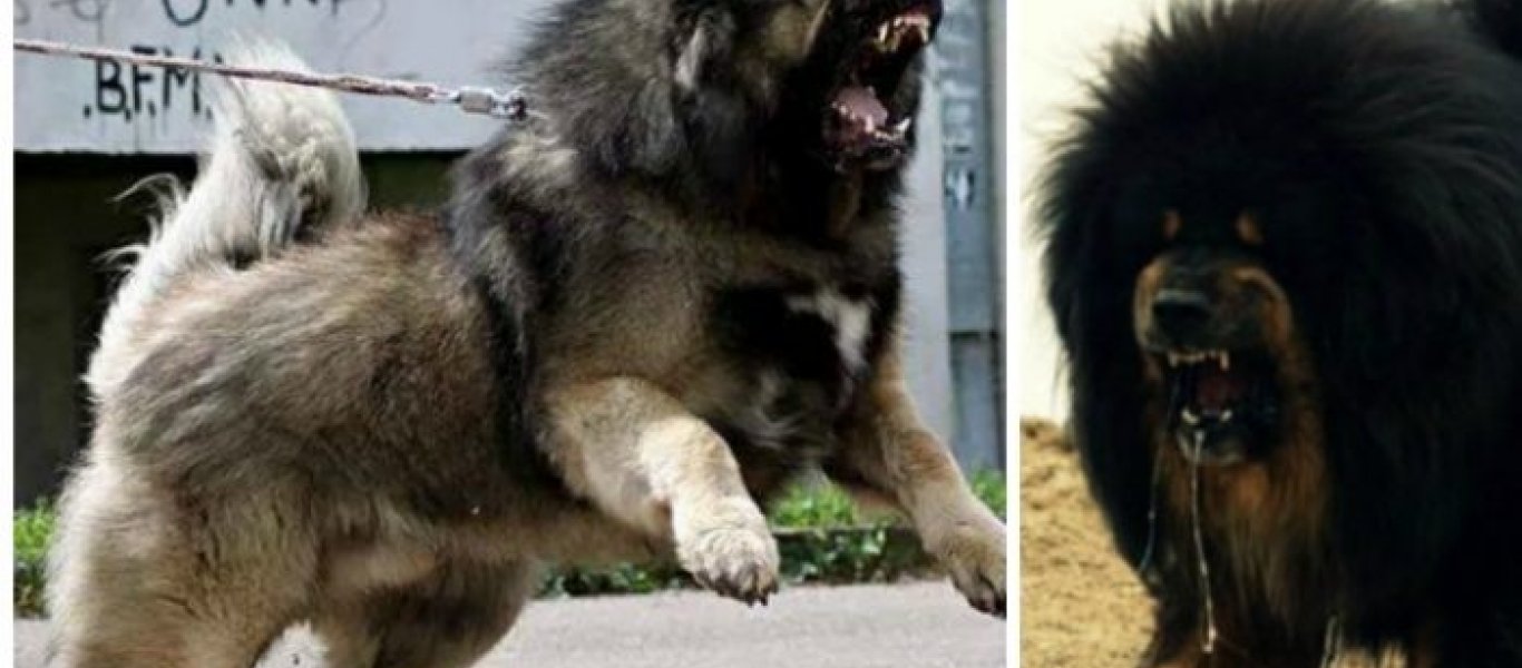 Ρωσικό τσοπανόσκυλο: Το πιο άγριο τσοπανόσκυλο «δείχνει τα δόντια του» (βίντεο)