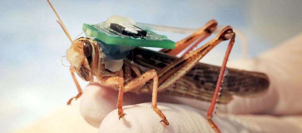 Μπορούν οι ακρίδες να εντοπίσουν εκρηκτικά; Τι πιστεύει το Αμερικανικό Πολεμικό Ναυτικό (βίντεο)