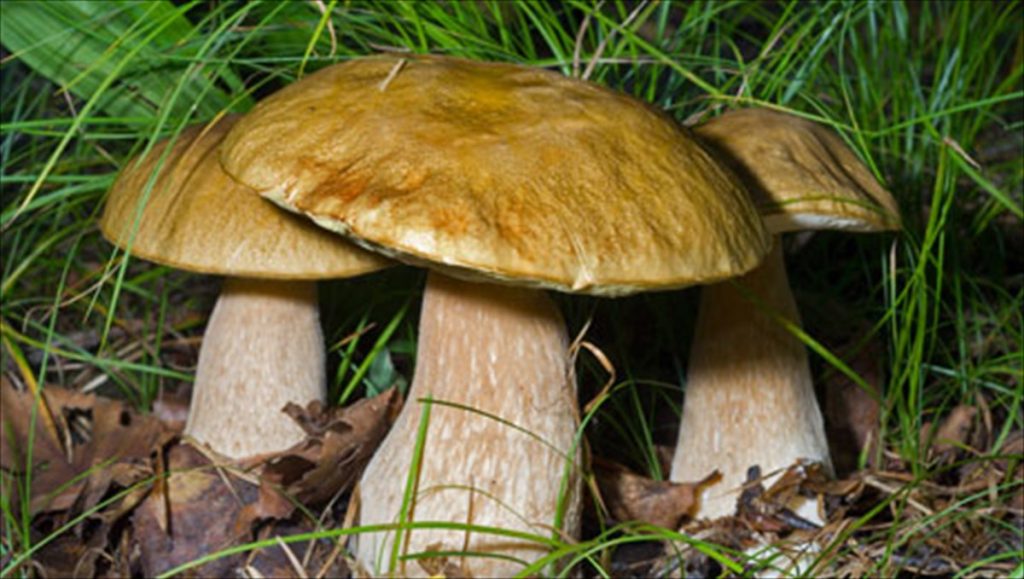 Ανακαλύφθηκε σπάνιο μανιτάρι γίγας στο Άργος Ορεστικού – Ξεπερνά τα 8 κιλά το βάρος του (φωτο)