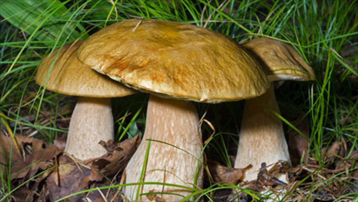 Ανακαλύφθηκε σπάνιο μανιτάρι γίγας στο Άργος Ορεστικού – Ξεπερνά τα 8 κιλά το βάρος του (φωτο)