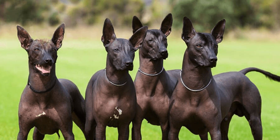 Xoloitzcuintli: Το άτριχο μεξικάνικο σκυλί που οδηγούσε τους νεκρούς στον Άδη και ανήκει στις πιο σπάνιες φυλές (φωτο)