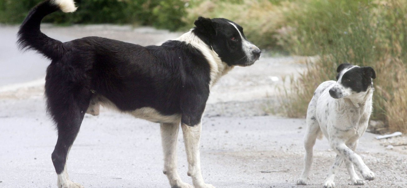 Κρήτη: Απάνθρωπα βασανιστήρια σε σκυλιά – Τους έκοψαν τα νύχια και τα πόδια