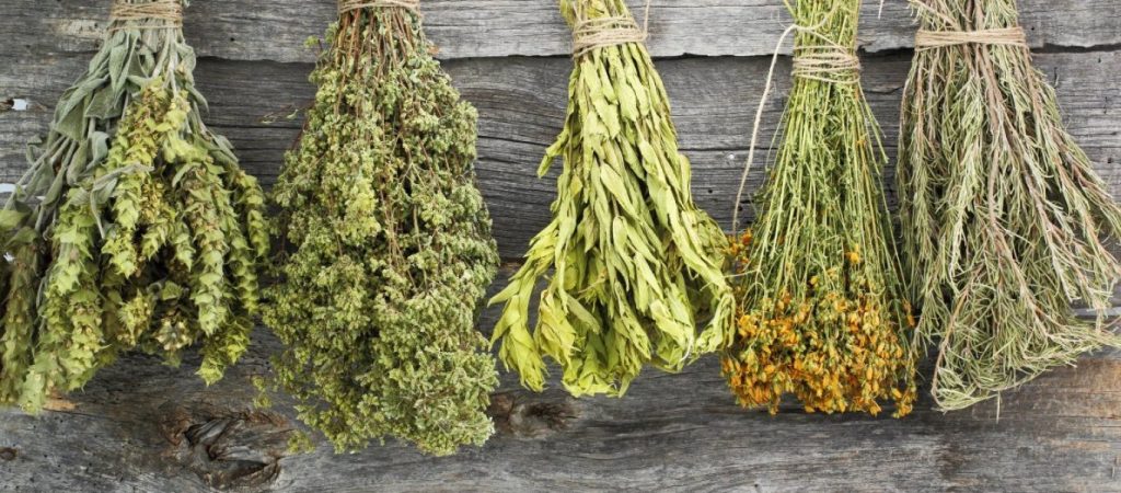 Το βότανο με τις πολλαπλές ιδιότητες που θα σας… δροσίσει