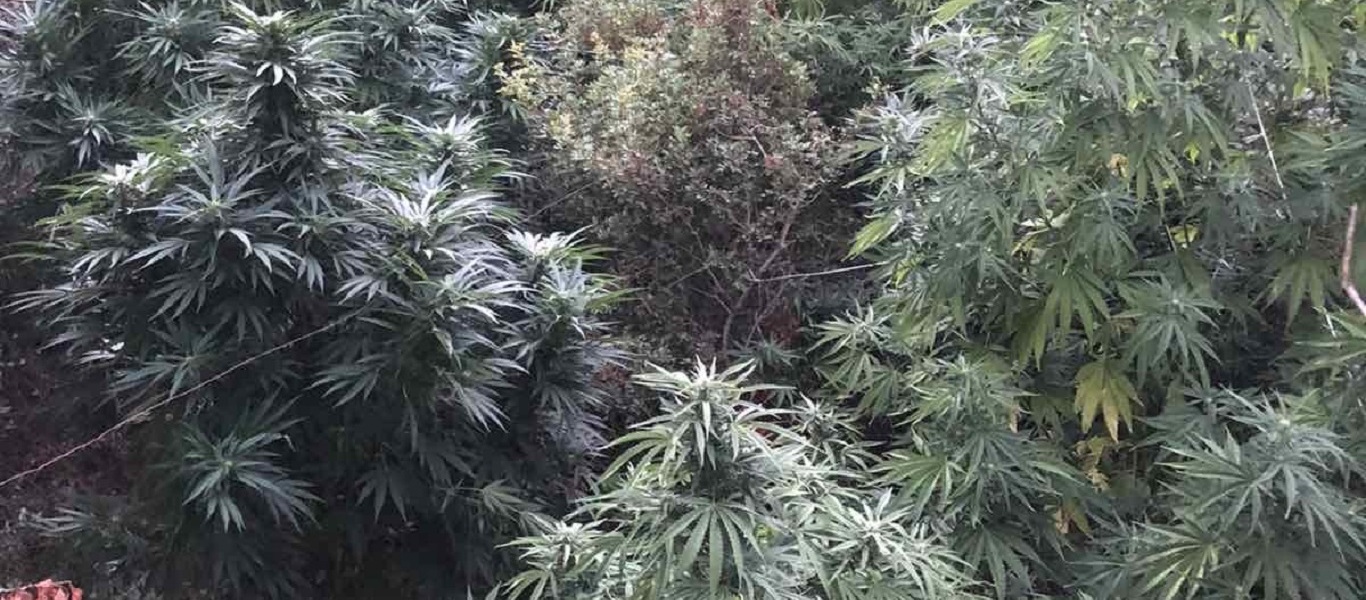 Ρέθυμνο: Εντοπίστηκε «ορφανή» φυτεία δενδρυλλίων κάνναβης