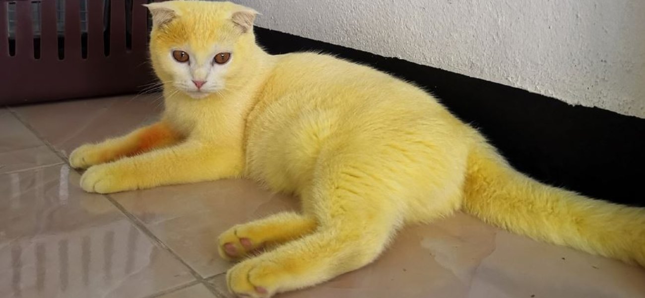 Ταϊλάνδη: Εντυπωσιάζει η κίτρινη γάτα μετά από θεραπεία με σαφράν (φώτο)