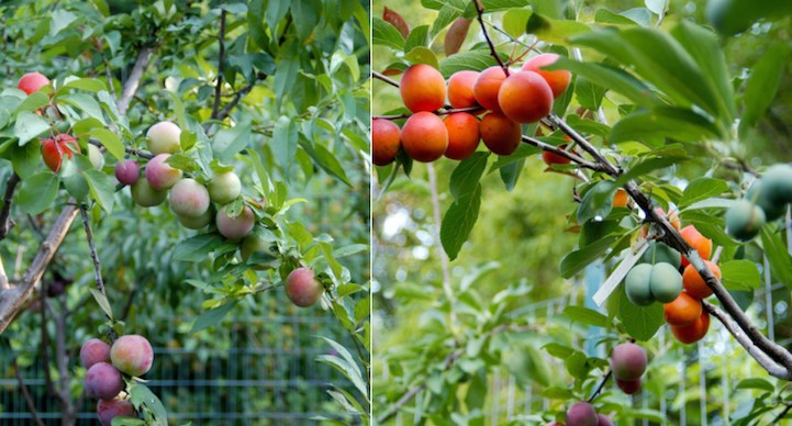 Αυτό είναι το πιο περίεργο δέντρο της Γης – Παράγει 40 διαφορετικά φρούτα (βίντεο)