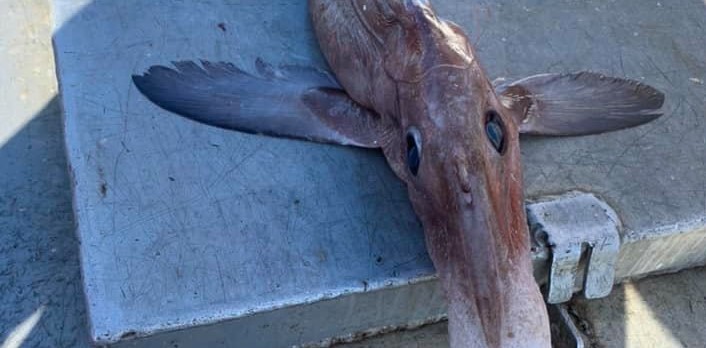 Καναδάς: Πιάστηκε «εξωγήινο» ψάρι (βίντεο)