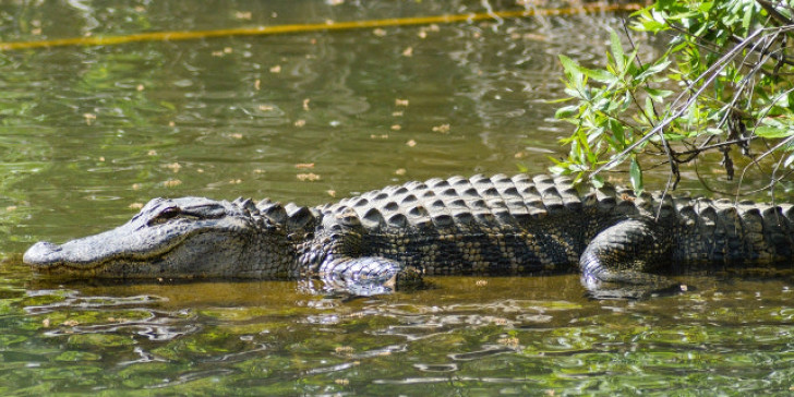Βραζιλία: H «θανάσιμη μάχη» ανάμεσα σε ένα ανακόντα κι έναν αλιγάτορα (βίντεο)