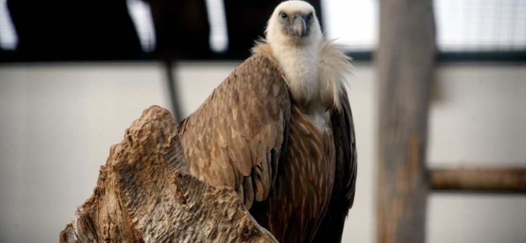 Κρήτη: Ψαράδες έβγαλαν μία περίεργη ψαριά… με έναν γυπαετό (φώτο)