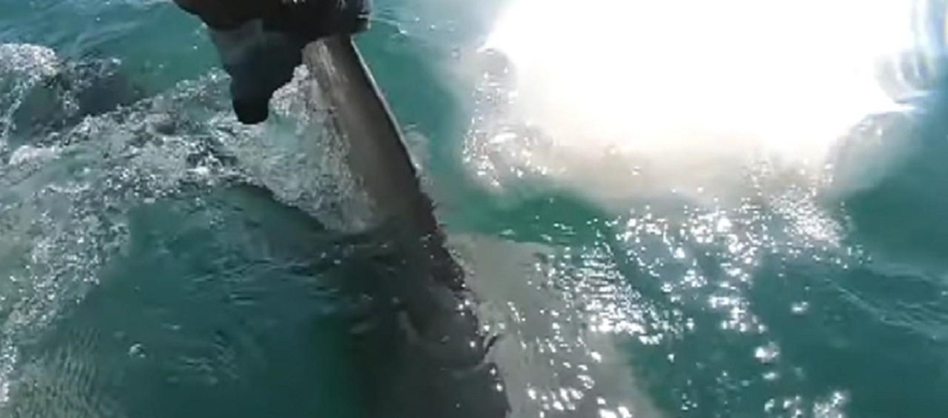 Ψαράδες «πάλεψαν» με καρχαρία για να σώσουν ένα ασημόψαρο (βίντεο)