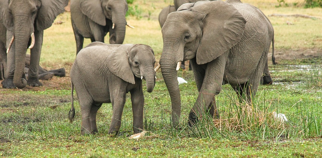 Ζωολογικός κήπος στη Πολωνία ετοιμάζεται να χορηγήσει φαρμακευτική κάνναβη σε στρεσαρισμένους ελέφαντες