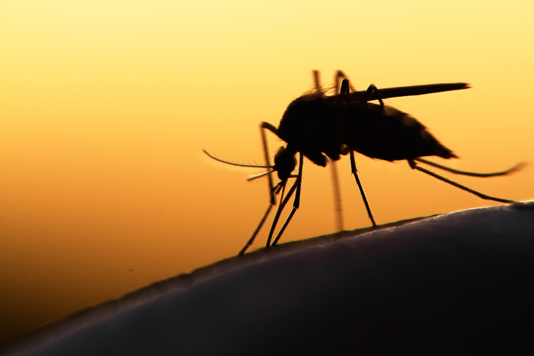 Διδυμότειχος: Κρούσμα ελονοσίας σε 42χρονη γυναίκα
