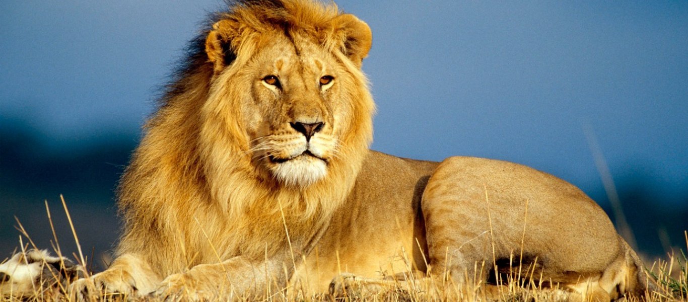 Ινδία: Η εντυπωσιακή στιγμή που βούβαλοι ενώνονται και κυνηγούν δυο λιοντάρια (βίντεο)
