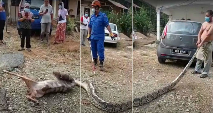Μαλαισία: Έπιασαν πύθωνα 5 μέτρων με ζωντανό δόλωμα μια κατσίκα (βίντεο)