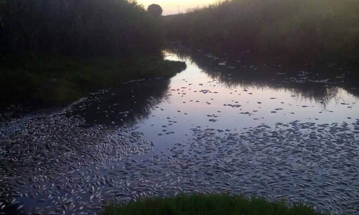 Ξάνθη: Εκατοντάδες νεκρά ψάρια στις όχθες ποταμού (φωτό)