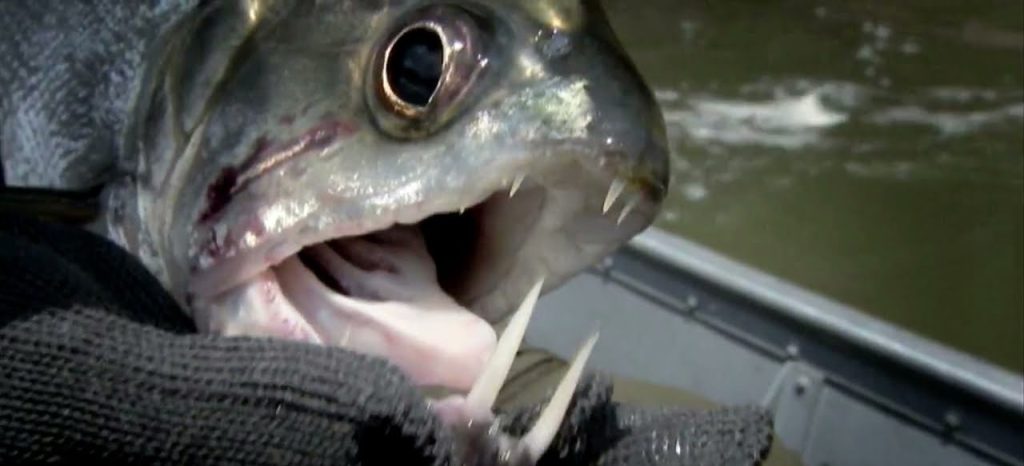 Ψαράς έπιασε σπάνιο χορτοφάγο «πιράνχα» σε λίμνη στις ΗΠΑ (βίντεο)