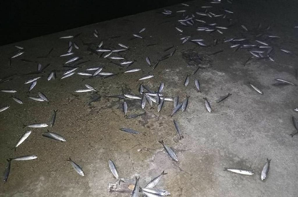 Θεσσαλονίκη: Δεκάδες νεκρά ψάρια στο Θερμαϊκό Κόλπo (βίντεο)