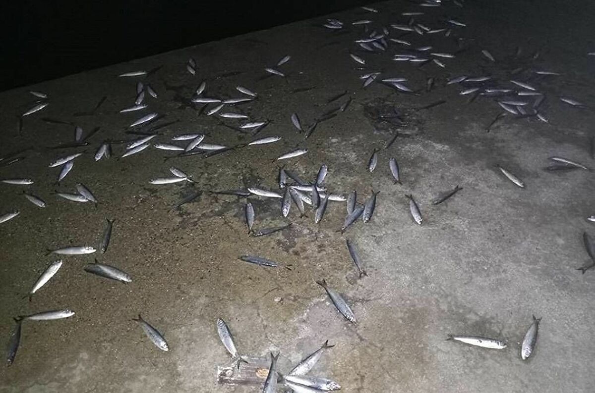 Θεσσαλονίκη: Δεκάδες νεκρά ψάρια στο Θερμαϊκό Κόλπo (βίντεο)